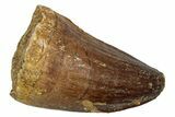 Fossil Mosasaur (Thalassotitan) Tooth - Morocco #345166-1